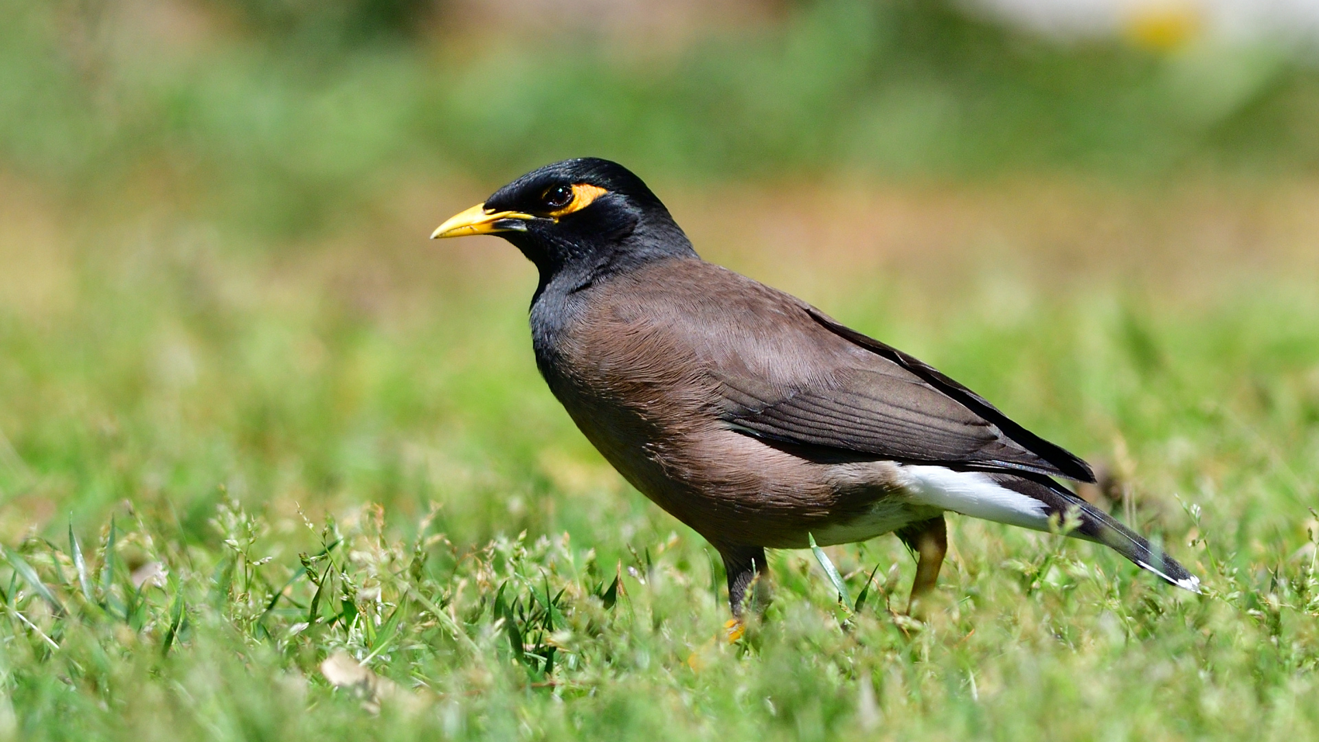 Çiğdeci - Acridotheres tristis kuş fotoğrafı