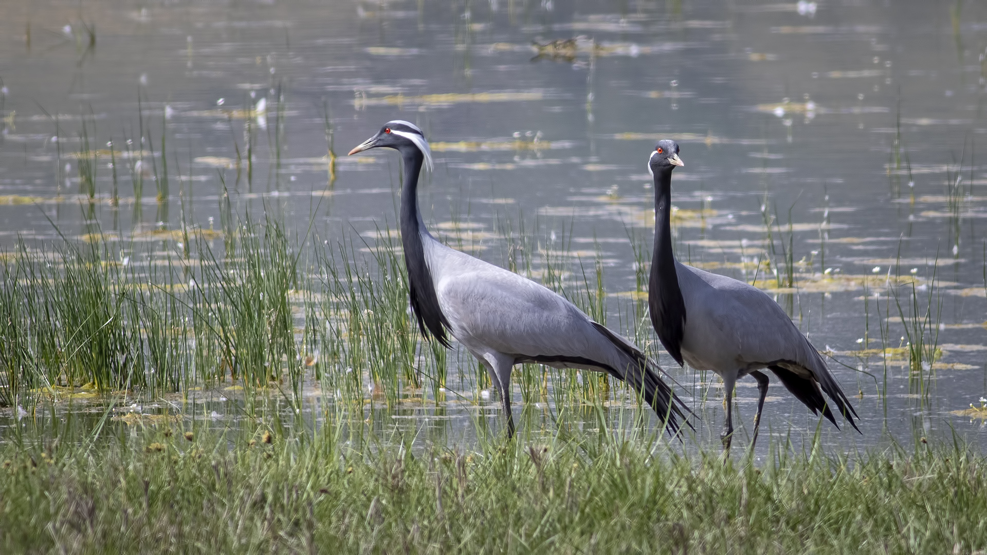 Telli Turna - Grus virgo kuş fotoğrafı