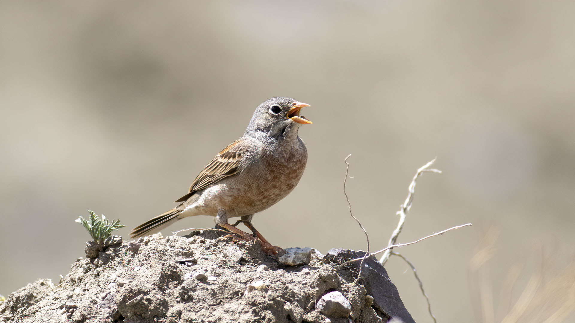 Doğu Kirazkuşu - Emberiza buchanani kuş fotoğrafı