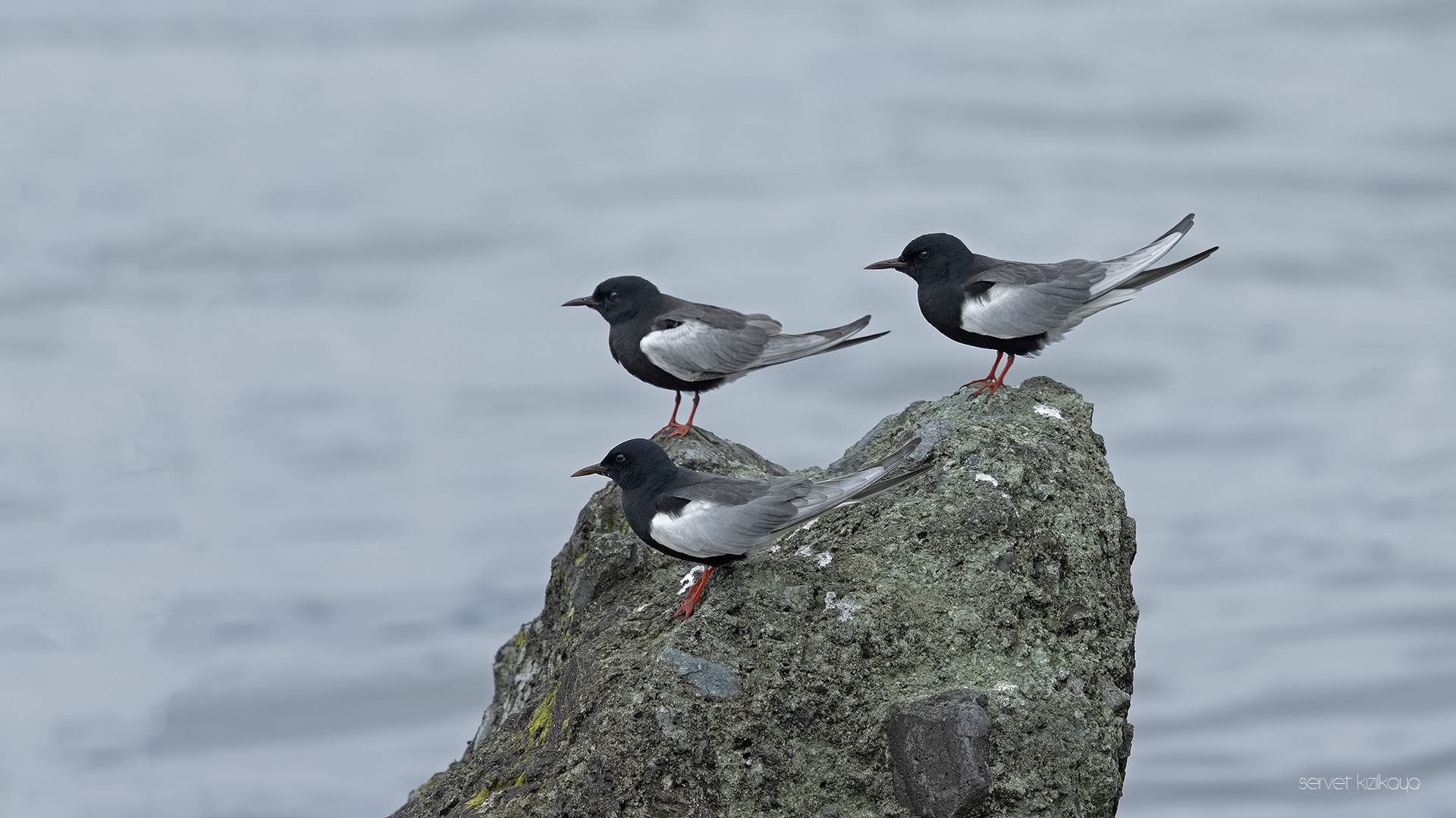 Akkanatlı Sumru - Chlidonias leucopterus kuş fotoğrafı