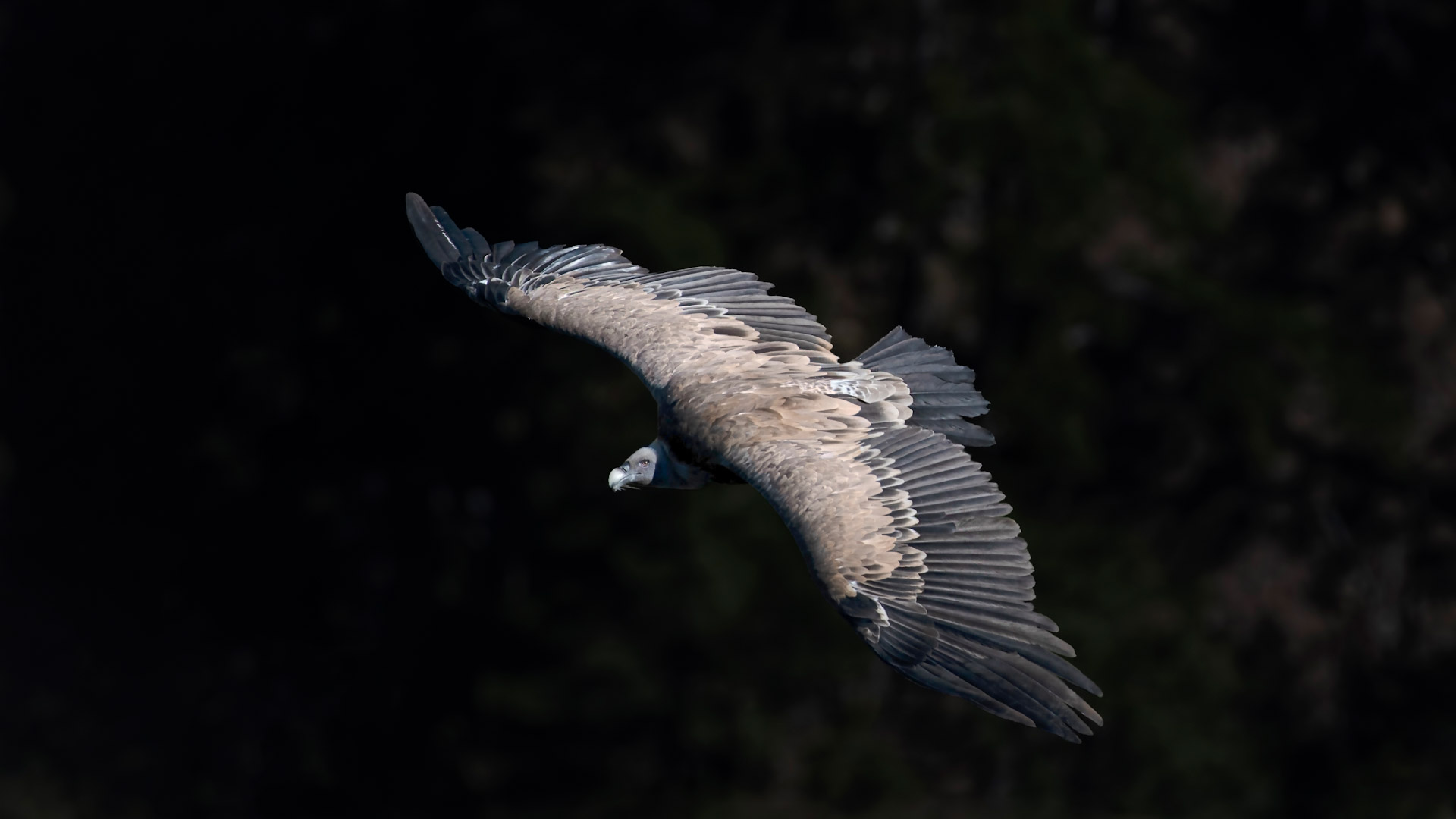 Kızıl Akbaba - Gyps fulvus kuş fotoğrafı