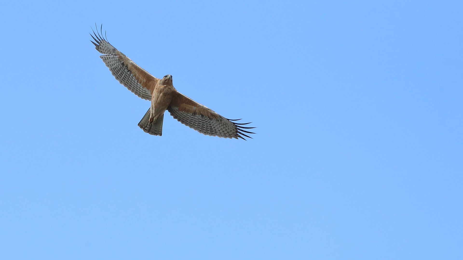 Tavşancıl - Aquila fasciata kuş fotoğrafı