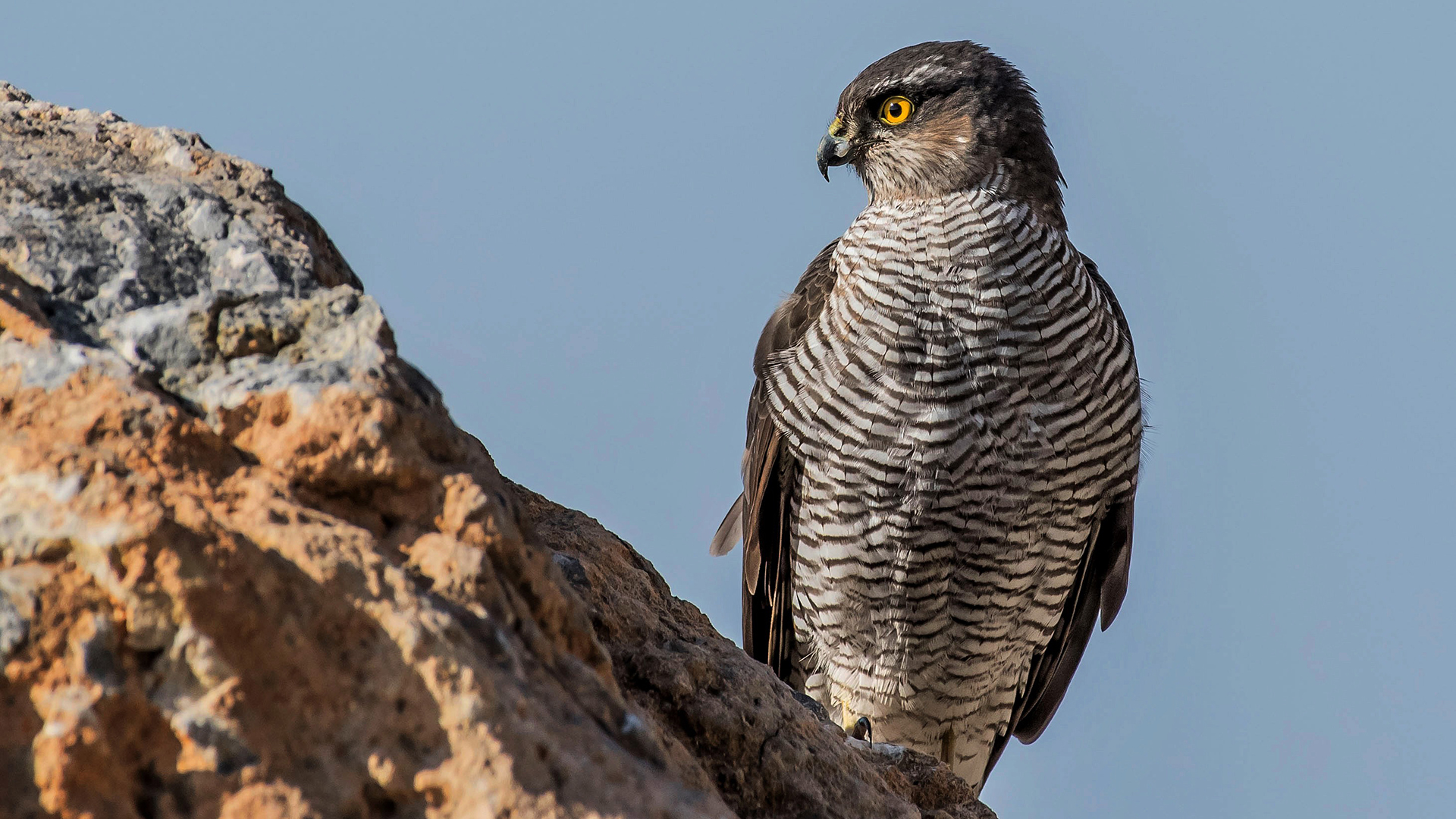Atmaca - Accipiter nisus kuş fotoğrafı