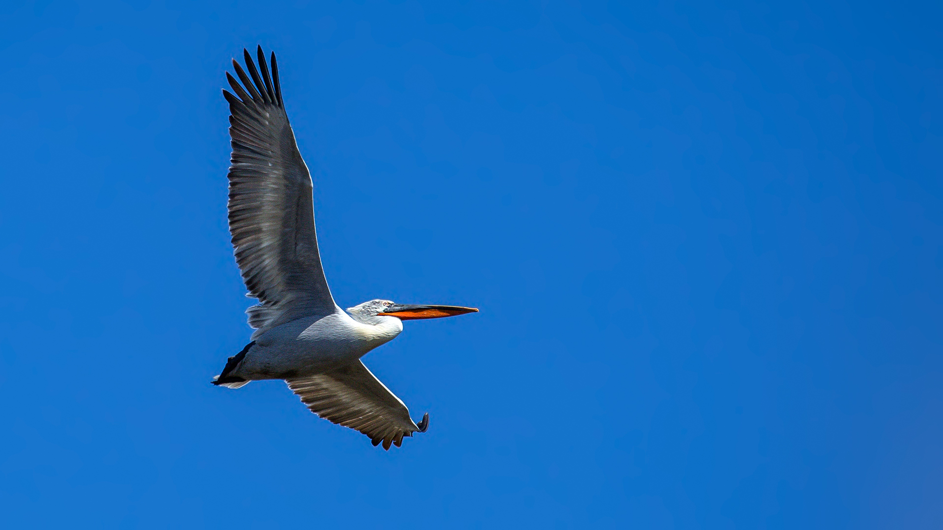 Tepeli Pelikan - Pelecanus crispus kuş fotoğrafı