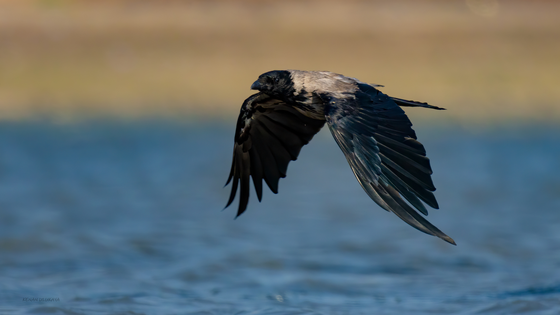 Leş Kargası - Corvus cornix kuş fotoğrafı