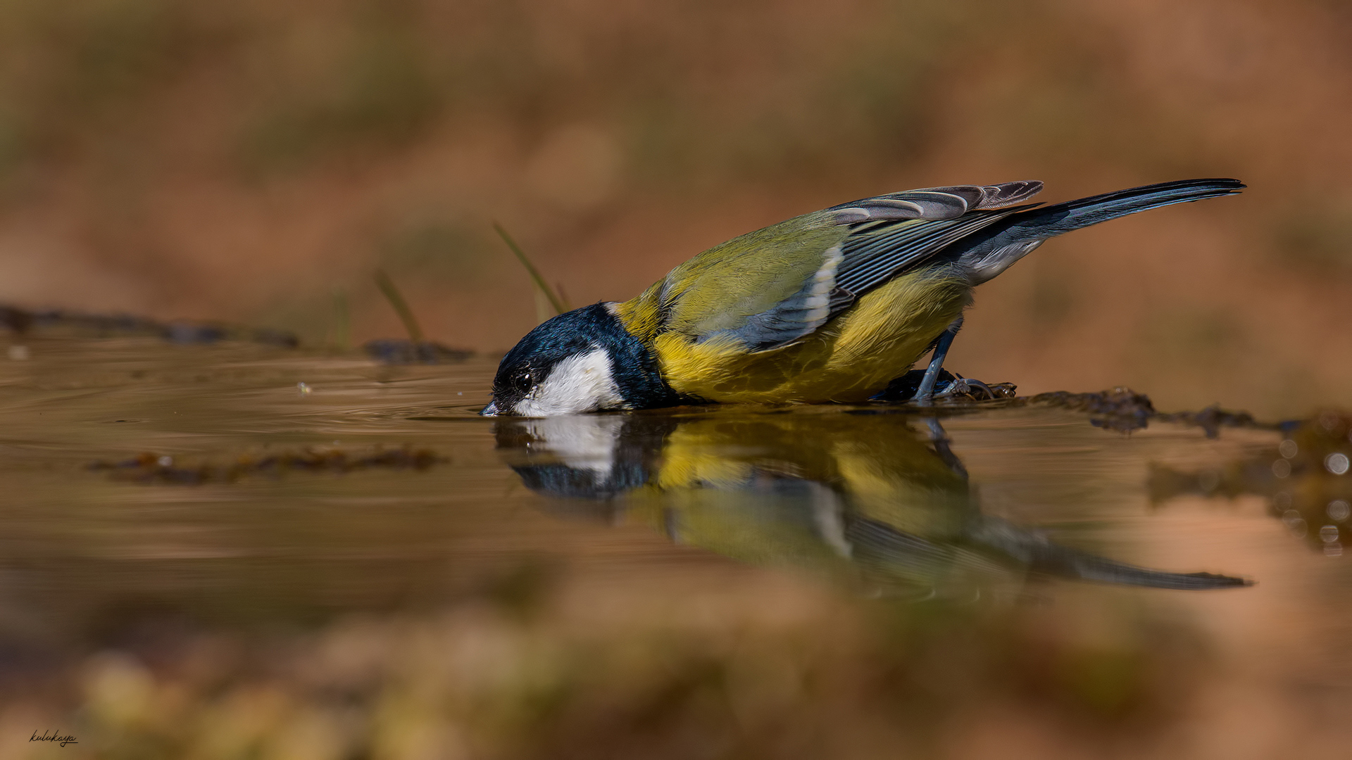 Büyük Baştankara - Parus major kuş fotoğrafı