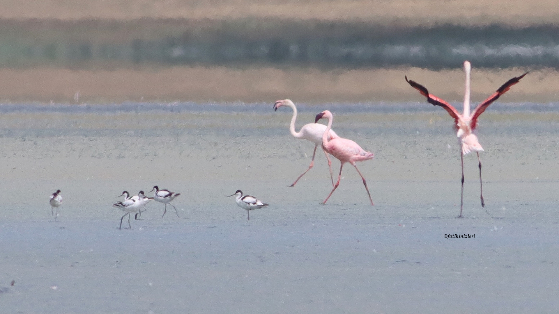 Küçük Flamingo - Phoeniconaias minor kuş fotoğrafı