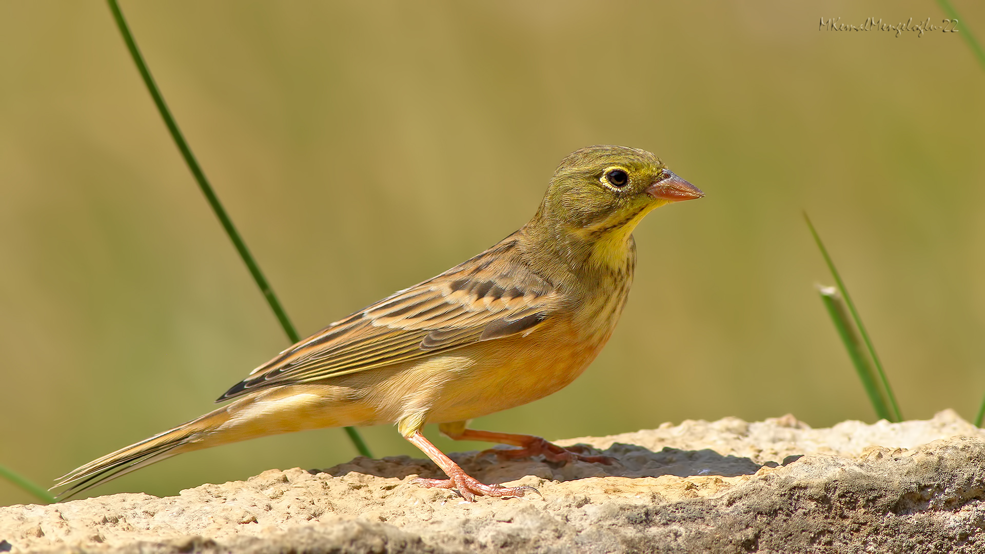Kirazkuşu - Emberiza hortulana kuş fotoğrafı
