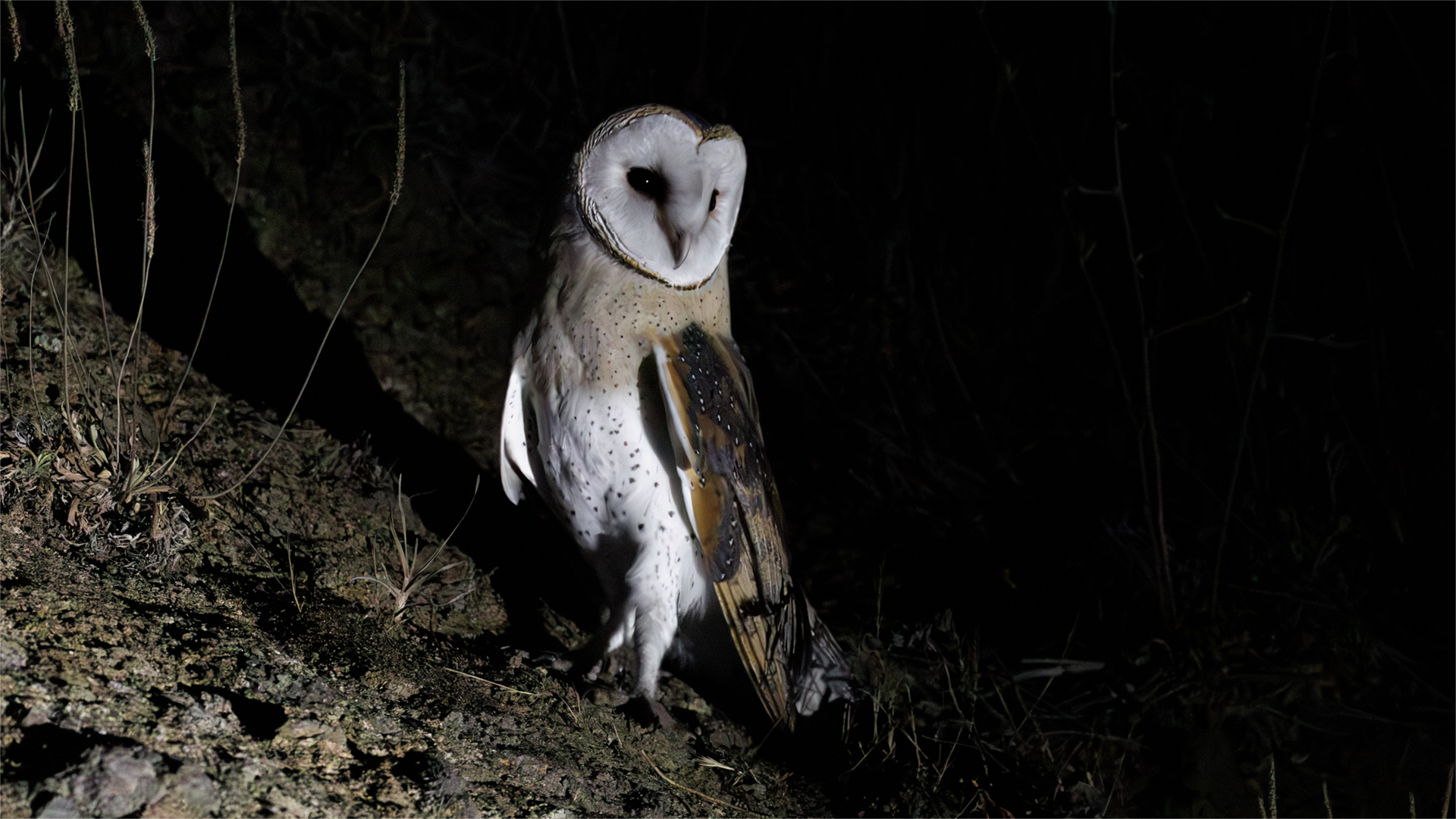 Peçeli Baykuş - Tyto alba kuş fotoğrafı