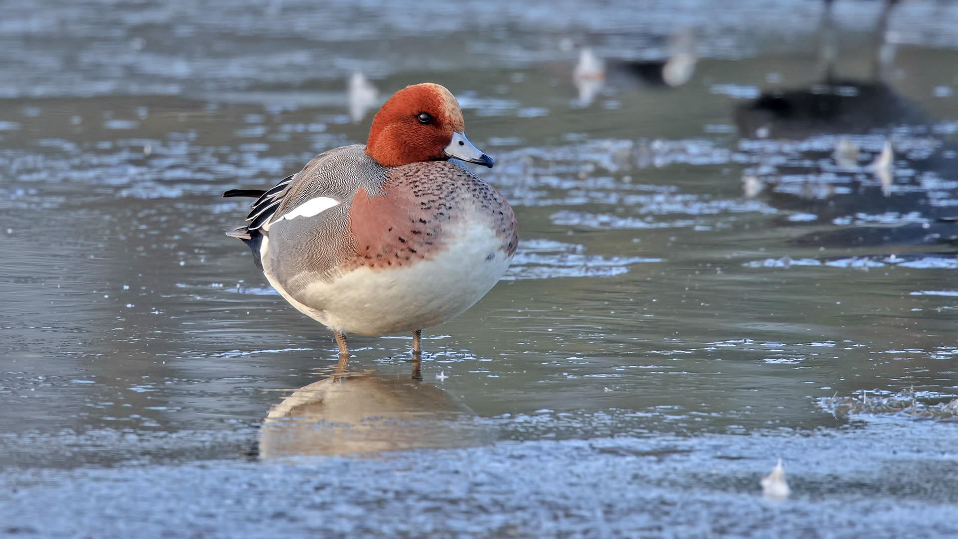 Fiyu - Mareca penelope kuş fotoğrafı