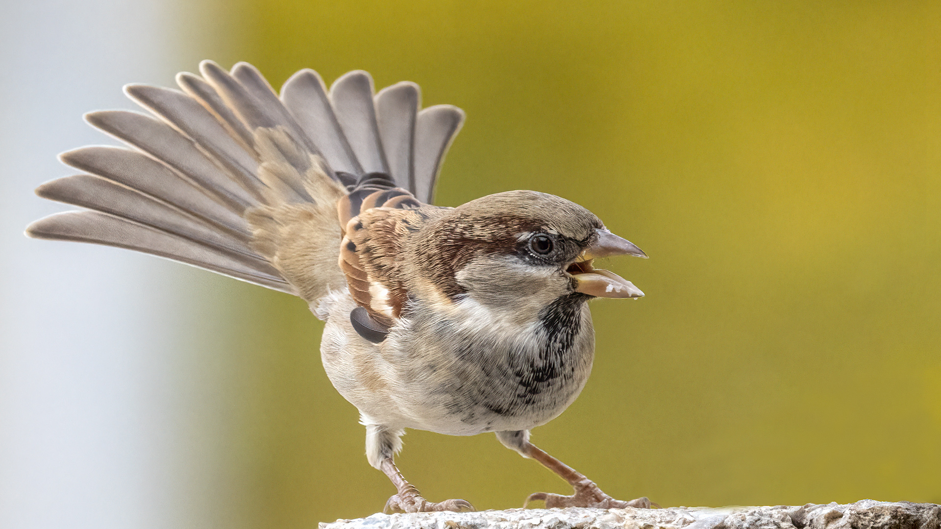 Serçe - Passer domesticus kuş fotoğrafı