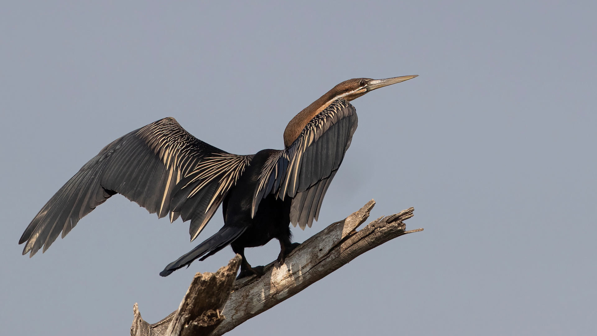 Yılanboyun - Anhinga rufa kuş fotoğrafı