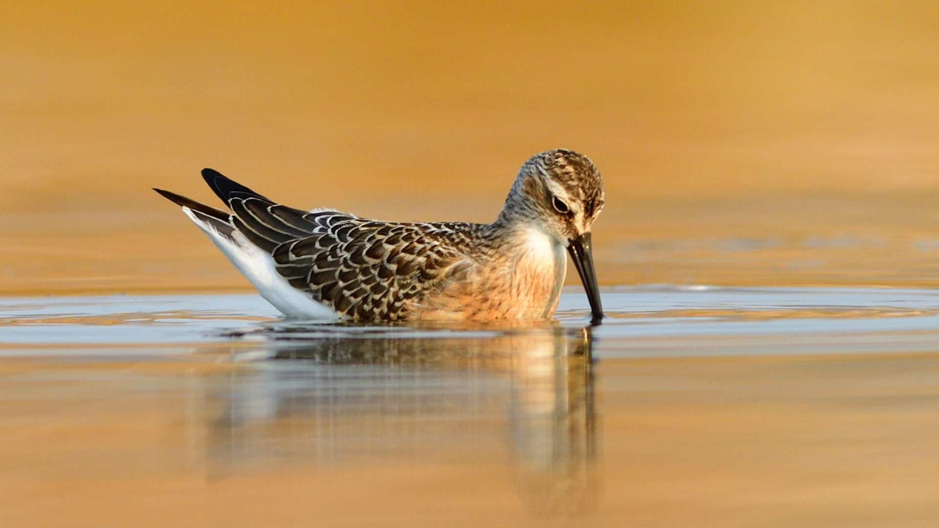 Kızıl Kumkuşu - Calidris ferruginea kuş fotoğrafı