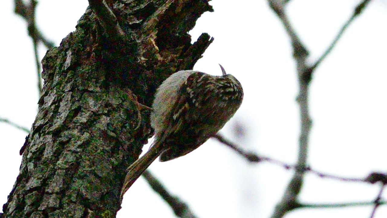 Orman Tırmaşıkkuşu - Certhia familiaris kuş fotoğrafı