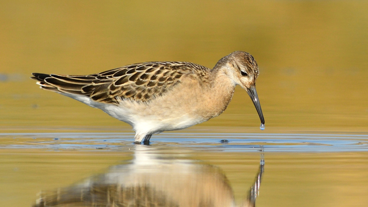 Dövüşkenkuş - Calidris pugnax kuş fotoğrafı