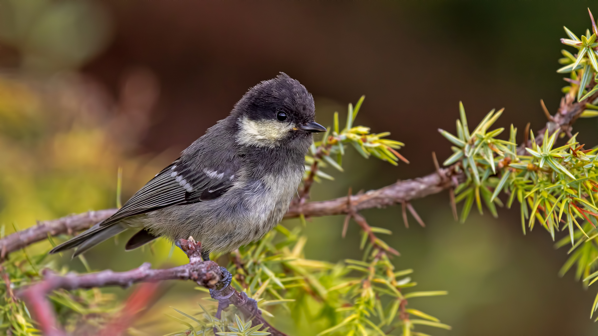 Çam Baştankarası - Periparus ater kuş fotoğrafı
