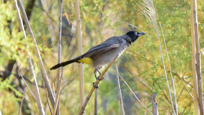 Arapbülbülü (Pycnonotus xanthopygos) - Antalya / Kemer kuş fotoğrafı