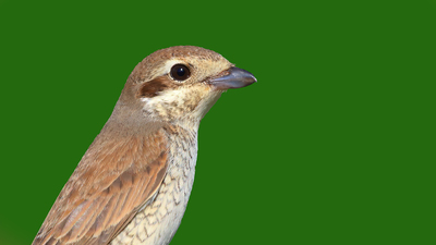 Kızılsırtlı Örümcekkuşu (Lanius collurio) - Malatya / Battalgazi kuş fotoğrafı