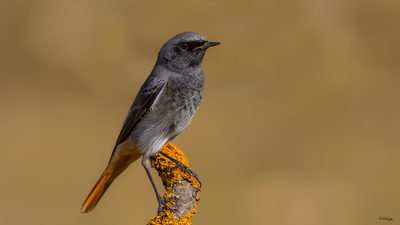 Kara Kızılkuyruk (Phoenicurus ochruros) - Bilecik / Bozüyük kuş fotoğrafı