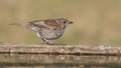 Dağbülbülü (Prunella modularis) - Bilecik / Bozüyük kuş fotoğrafı