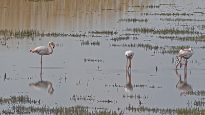 Flamingo (Phoenicopterus roseus) - Denizli / Çivril kuş fotoğrafı