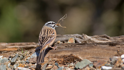 Kaya Çintesi (Emberiza cia) - İzmir / Karabağlar kuş fotoğrafı