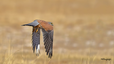 Kerkenez (Falco tinnunculus) - Erzurum / Aziziye kuş fotoğrafı