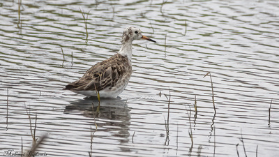 Dövüşkenkuş (Calidris pugnax) - Antalya / Manavgat kuş fotoğrafı