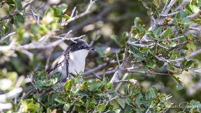 Akgözlü Ötleğen (Curruca crassirostris) - İzmir / Karşıyaka kuş fotoğrafı