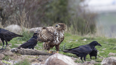 Akkuyruklu Kartal (Haliaeetus albicilla) - Bolu / Gerede kuş fotoğrafı