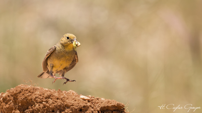 Boz Çinte (Emberiza cineracea) - Gaziantep / Şehitkamil kuş fotoğrafı