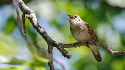 Bülbül (Luscinia megarhynchos) - Isparta / Merkez kuş fotoğrafı