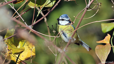 Mavi Baştankara (Cyanistes caeruleus) - Kastamonu / Abana kuş fotoğrafı