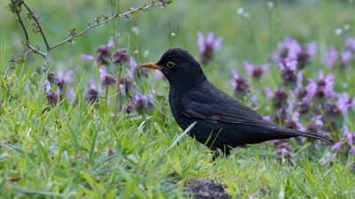 Karatavuk (Turdus merula) - İstanbul / Kartal kuş fotoğrafı