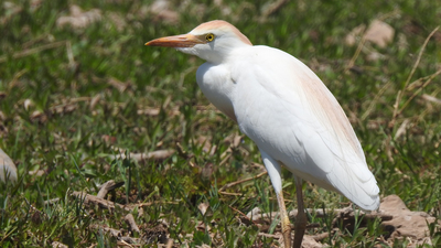 Sığır Balıkçılı (Ardea ibis) - Gaziantep / Oğuzeli kuş fotoğrafı