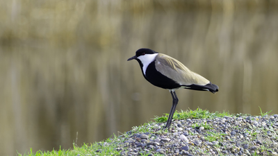 Mahmuzlu Kızkuşu (Vanellus spinosus) - Şanlıurfa / Birecik kuş fotoğrafı