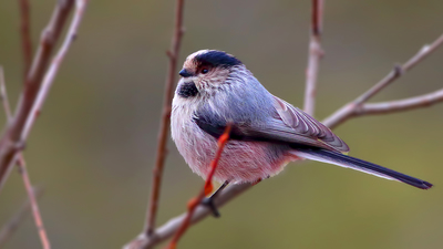 Uzunkuyruklu Baştankara (Aegithalos caudatus) - Malatya / Yeşilyurt kuş fotoğrafı