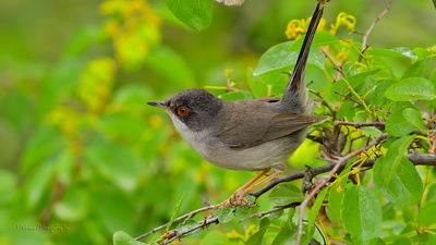 Maskeli Ötleğen (Curruca melanocephala) - Çorum / İskilip kuş fotoğrafı
