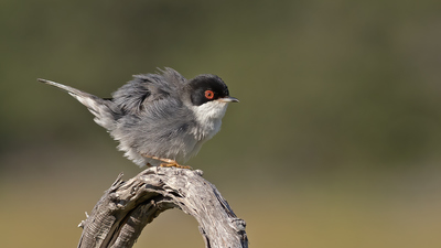 Maskeli Ötleğen (Curruca melanocephala) - İzmir / Çeşme kuş fotoğrafı