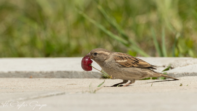 Serçe (Passer domesticus) - Van / Gevaş kuş fotoğrafı