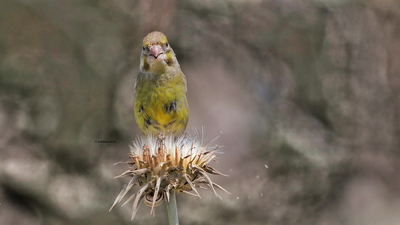 Florya (Chloris chloris) - Adana / Karataş kuş fotoğrafı