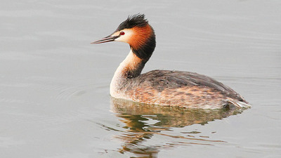 Bahri (Podiceps cristatus) - Ankara / Gölbaşı kuş fotoğrafı