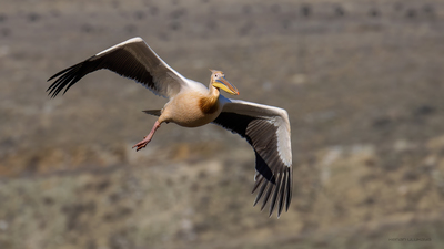Ak Pelikan (Pelecanus onocrotalus) - Eskişehir / Tepebaşı kuş fotoğrafı