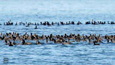 Sakarmeke (Fulica atra) - Muğla / Köyceğiz kuş fotoğrafı