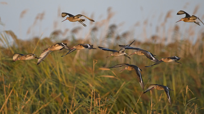 Çamurçulluğu (Limosa limosa) - Balıkesir / Manyas kuş fotoğrafı