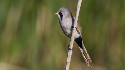 Bıyıklı Baştankara (Panurus biarmicus) - Ankara / Gölbaşı kuş fotoğrafı