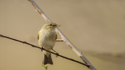 Çıvgın (Phylloscopus collybita) - Ankara / Güdül kuş fotoğrafı