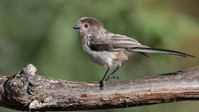 Uzunkuyruklu Baştankara (Aegithalos caudatus) - Denizli / Merkezefendi kuş fotoğrafı