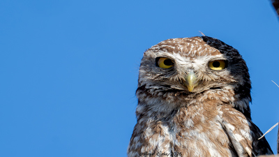 Kukumav - Athene noctua