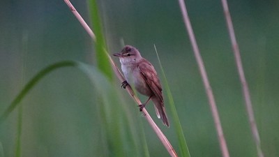 Büyük Kamışçın (Acrocephalus arundinaceus) - Antalya / Elmalı kuş fotoğrafı